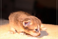 Azuro-Liebeshof-blue-golden-tabby-3-Wochen-alt-Sibirischer-Kater-www.sibirische-katzen-hamburg.de-Liebeshof-I-I