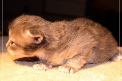 Azuro-Liebeshof-blue-golden-tabby-3-Wochen-alt-Sibirischer-Kater-www.sibirische-katzen-hamburg.de-Liebeshof-I