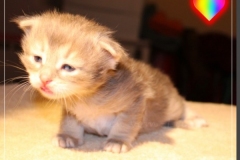 Azuro-Liebeshof-blue-golden-tabby-3-Wochen-alt-Sibirischer-Kater-www.sibirische-katzen-hamburg.de-Liebeshof