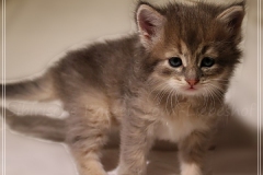 Azuro-Liebeshof-blue-golden-tabby-5-Wochen-alt-Sibirischer-Kater-www.sibirische-katzen-hamburg.de-I