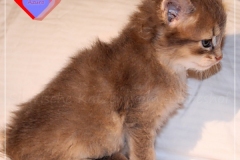 Azuro-Liebeshof-blue-golden-tabby-5-Wochen-alt-Sibirischer-Kater-www.sibirische-katzen-hamburg.de-II