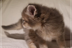 Azuro-Liebeshof-blue-golden-tabby-5-Wochen-alt-Sibirischer-Kater-www.sibirische-katzen-hamburg.de-III