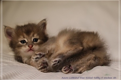 Azuro-Liebeshof-blue-golden-tabby-5-Wochen-alt-Sibirischer-Kater-www.sibirische-katzen-hamburg.de_