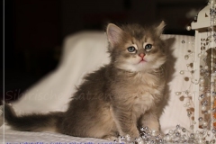 Azuro-Liebeshof-blue-golden-tabby-6-Wochen-alt-Sibirischer-Kater-www.sibirische-katzen-hamburg.de-I