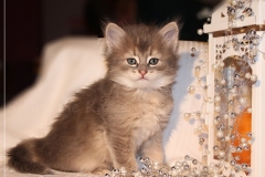 Azuro-Liebeshof-blue-golden-tabby-6-Wochen-alt-Sibirischer-Kater-www.sibirische-katzen-hamburg.de-II