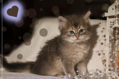Azuro-Liebeshof-blue-golden-tabby-6-Wochen-alt-Sibirischer-Kater-www.sibirische-katzen-hamburg.de_