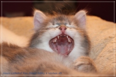 Azuro-Liebeshof-blue-golden-tabby-8-Wochen-alt-Sibirischer-Kater-www.sibirische-katzen-hamburg.de-I
