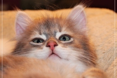 Azuro-Liebeshof-blue-golden-tabby-8-Wochen-alt-Sibirischer-Kater-www.sibirische-katzen-hamburg.de-II