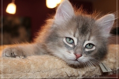 Azuro-Liebeshof-blue-golden-tabby-8-Wochen-alt-Sibirischer-Kater-www.sibirische-katzen-hamburg.de-III