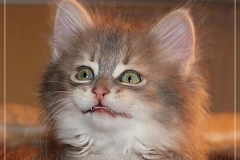 Azuro-Liebeshof-blue-golden-tabby-8-Wochen-alt-Sibirischer-Kater-www.sibirische-katzen-hamburg.de-IV