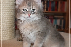 Azuro-Liebeshof-blue-golden-tabby-8-Wochen-alt-Sibirischer-Kater-www.sibirische-katzen-hamburg.de-VI