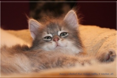 Azuro-Liebeshof-blue-golden-tabby-8-Wochen-alt-Sibirischer-Kater-www.sibirische-katzen-hamburg.de_