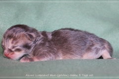 Azuro-Liebeshof-blue-golden-ticked-tabby-3-Tage-alt-Sibirischer-Kater-www.sibirische-katzen-hamburg.de-Liebeshof