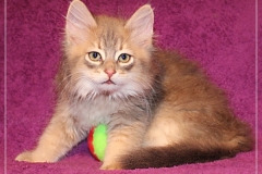 Azuro-Liebeshof-blue-ticked-tabby-10-Wochen-alt-Sibirischer-Kater-www.sibirische-katzen-hamburg.de-I