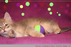 Azuro-Liebeshof-blue-ticked-tabby-10-Wochen-alt-Sibirischer-Kater-www.sibirische-katzen-hamburg.de-II