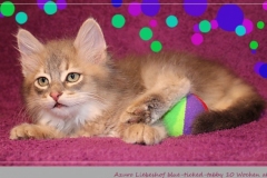 Azuro-Liebeshof-blue-ticked-tabby-10-Wochen-alt-Sibirischer-Kater-www.sibirische-katzen-hamburg.de-III