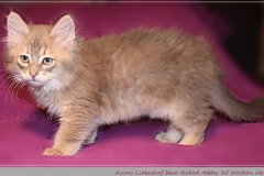 Azuro-Liebeshof-blue-ticked-tabby-10-Wochen-alt-Sibirischer-Kater-www.sibirische-katzen-hamburg.de_