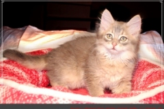 Azuro-Liebeshof-blue-ticked-tabby-11-Wochen-alt-Sibirischer-Kater-www.sibirische-katzen-hamburg.de-I