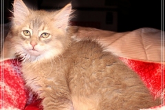 Azuro-Liebeshof-blue-ticked-tabby-11-Wochen-alt-Sibirischer-Kater-www.sibirische-katzen-hamburg.de-II