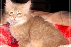 Azuro-Liebeshof-blue-ticked-tabby-11-Wochen-alt-Sibirischer-Kater-www.sibirische-katzen-hamburg.de-III