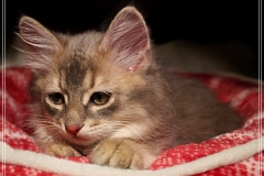 Azuro-Liebeshof-blue-ticked-tabby-11-Wochen-alt-Sibirischer-Kater-www.sibirische-katzen-hamburg.de-IV