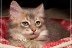 Azuro-Liebeshof-blue-ticked-tabby-11-Wochen-alt-Sibirischer-Kater-www.sibirische-katzen-hamburg.de-V
