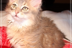 Azuro-Liebeshof-blue-ticked-tabby-11-Wochen-alt-Sibirischer-Kater-www.sibirische-katzen-hamburg.de_