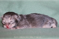 Azuro-Liebeshof-blue-ticked-tabby-3-Tage-alt-Sibirischer-Kater-www.sibirische-katzen-hamburg.de-Liebeshof