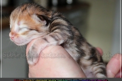 Billy-Holub-Liebeshof-black-golden-classic-torbie-3-Tage-alt-www.sibirische-katzen-hamburg-1