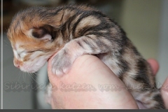 Billy-Holub-Liebeshof-black-golden-classic-torbie-3-Tage-alt-www.sibirische-katzen-hamburg-2