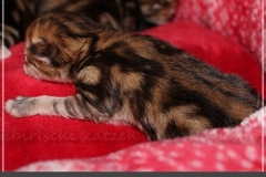 Billy-Holub-Liebeshof-black-golden-classic-torbie-3-Tage-alt-www.sibirische-katzen-hamburg-3