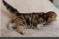 Bilyy-Holub-Liebeshof-Sibirische-Katzenbaby-in-black-golden-classic-torbie-3-Wochen-alt.