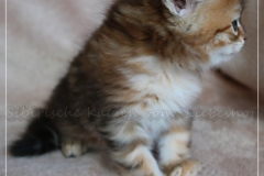 Bilyy-Holub-Liebeshof-Sibirische-Katzenbaby-in-black-golden-classic-torbie-53-Wochen-alt.-III