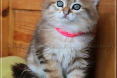 Bilyy-Holub-Liebeshof-Sibirische-Katzenbaby-in-black-golden-classic-torbie-8-Wochen-alt.