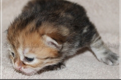 Bilyy-Holub-Liebeshof-female-black-golden-classic-torbie-14-Tage-alt.-www.sibirische-katzen-hamburg.de-I-1
