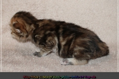 Bilyy-Holub-Liebeshof-female-black-golden-classic-torbie-14-Tage-alt.-www.sibirische-katzen-hamburg.de-I-2