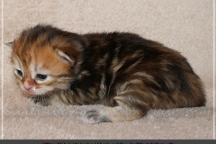 Bilyy-Holub-Liebeshof-female-black-golden-classic-torbie-14-Tage-alt.-www.sibirische-katzen-hamburg.de-I-3