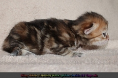 Bilyy-Holub-Liebeshof-female-black-golden-classic-torbie-14-Tage-alt.-www.sibirische-katzen-hamburg.de-I-4
