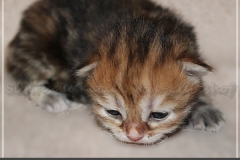 Bilyy-Holub-Liebeshof-female-black-golden-classic-torbie-14-Tage-alt.-www.sibirische-katzen-hamburg.de-I-5