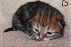 Bobby-Liebeshof-Sibirischer-Kater-in-black-golden-classic-tabby-11-Tage-alt.-www.sibirische-katzen-hamburg.de-I
