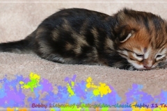 Bobby-Liebeshof-Sibirischer-Kater-in-black-golden-classic-tabby-11-Tage-alt.-www.sibirische-katzen-hamburg.de-II