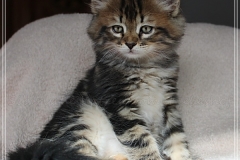 Bobby-Liebeshof-black-classic-tabby-8-Wochen-alt.-www.sibirische-katzen-hamburg.de-I