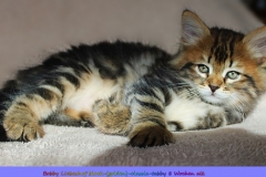 Bobby-Liebeshof-black-classic-tabby-8-Wochen-alt.-www.sibirische-katzen-hamburg.de-II
