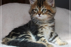 Bobby-Liebeshof-black-classic-tabby-8-Wochen-alt.-www.sibirische-katzen-hamburg.de_