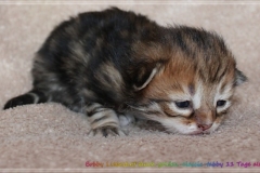 Bobby-Liebeshof-black-golden-classic-tabby-11-Tage-alt.-www.sibirische-katzen-hamburg.de_
