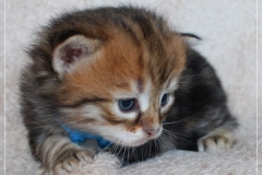 Bobby-Liebeshof-black-golden-classic-tabby-3-Wochen-alt.-www.sibirische-katzen-hamburg.de-I