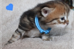 Bobby-Liebeshof-black-golden-classic-tabby-3-Wochen-alt.-www.sibirische-katzen-hamburg.de-III