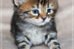Bobby-Liebeshof-black-golden-classic-tabby-4-Wochen-alt.-www.sibirische-katzen-hamburg.de-I