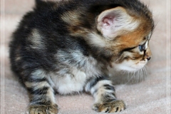 Bobby-Liebeshof-black-golden-classic-tabby-4-Wochen-alt.-www.sibirische-katzen-hamburg.de-II