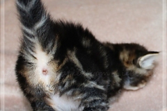 Bobby-Liebeshof-black-golden-classic-tabby-4-Wochen-alt.-www.sibirische-katzen-hamburg.de-III
